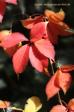 Herbstkarte, Blätter, Weinblätter, Text: 