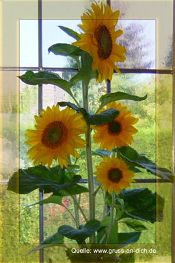 Sommerkarte, Fenster, Sonnenblumen, Text: 